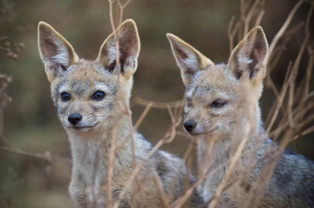 istock Black-backed Jackal Pups inside Ngorongoro Crater 1297100014