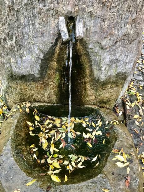 istock spring water flowing in the forest 1297100153