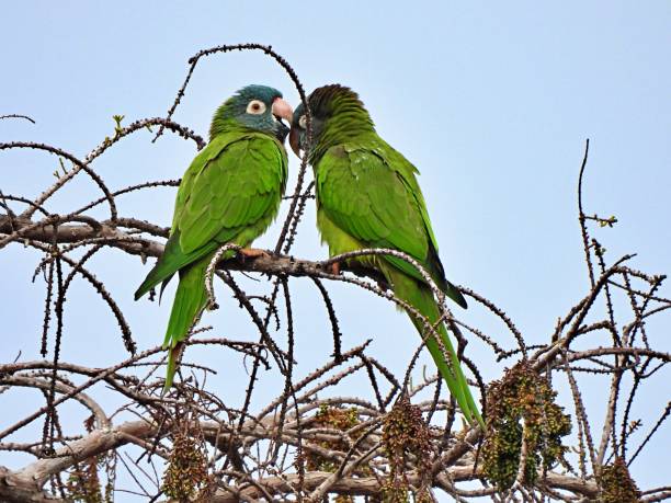 istock Blue-crowned Parakeets (Thectocercus acuticaudatus) grooming the other perched in a tree 1297101423