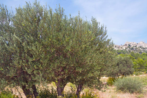 istock Olive Trees in Provence, France 1297102477