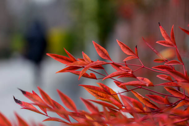 Close up of the leaves of pistacia chinensis with a person walking in the background on the left.