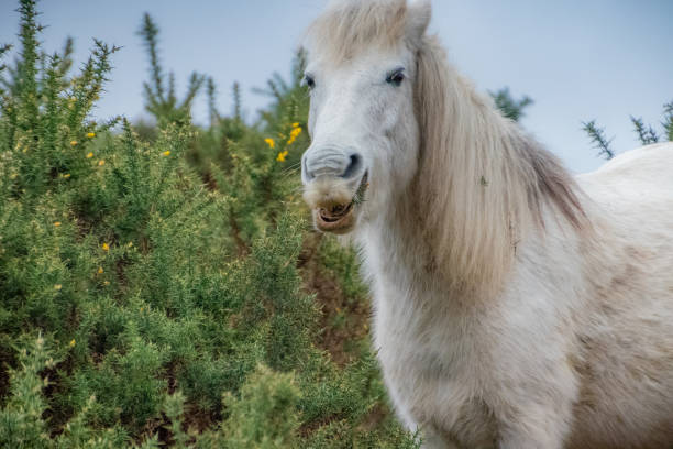 pony comiendo gorse, el bosque nuevo, hampshire - barb horse fotografías e imágenes de stock