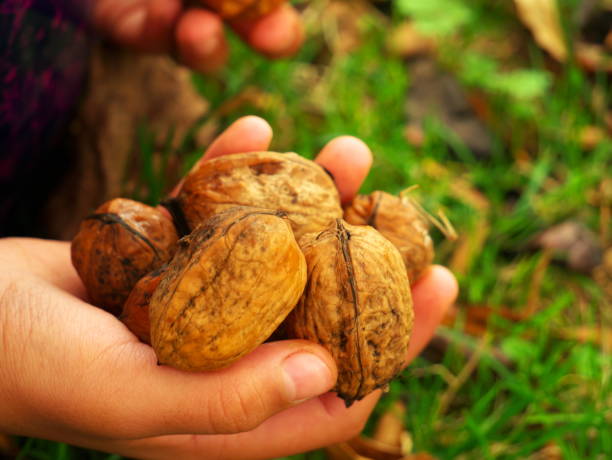 istock Close-up of a hand filled with nuts 1297102706
