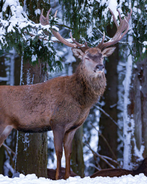 istock Deer with stately antlers in front of the tree 1297102784