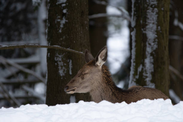 istock Young doe is resting in the snow 1297102916