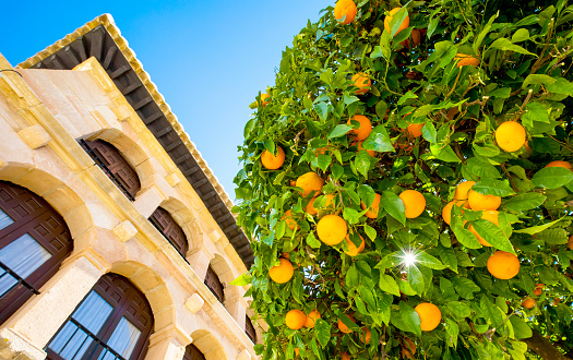 Orange trees in Palma de Malorca old town, Majorca island, Spain