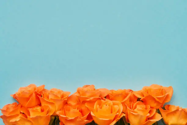 Orange roses flowers border on a blue background. Valentines Day, Mothers Day and Birthday celebration concept. Flat lay