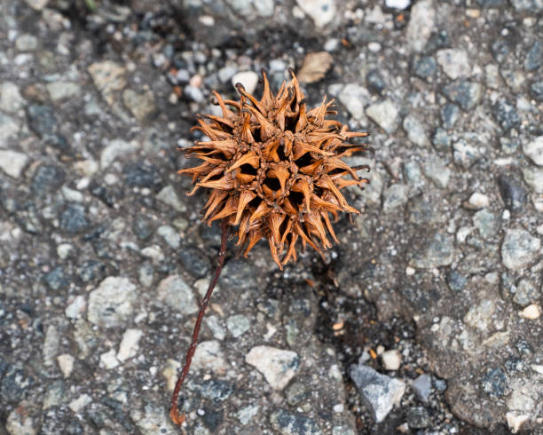 Snos covered plant