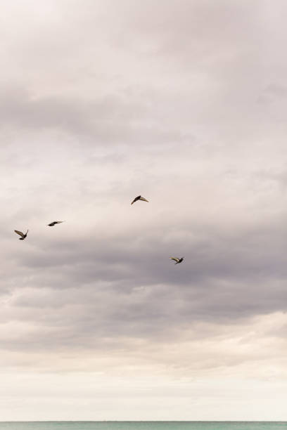 istock Birds Flying Over the Teal Ocean Waves Sweeping Across the Juno Beach, Florida Seashore at Mid-Day in January of 2021 1297106099