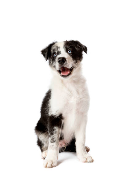 istock Border collie dog in front of a white background 1297107094