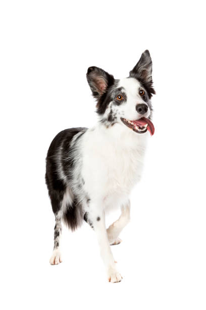 istock Border collie dog in front of a white background 1297107095