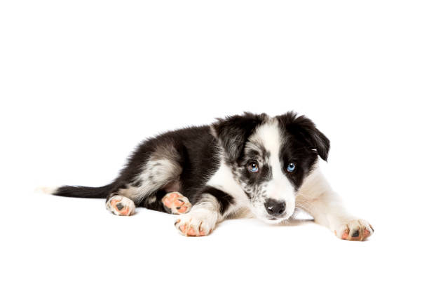 istock Border collie dog in front of a white background 1297107096