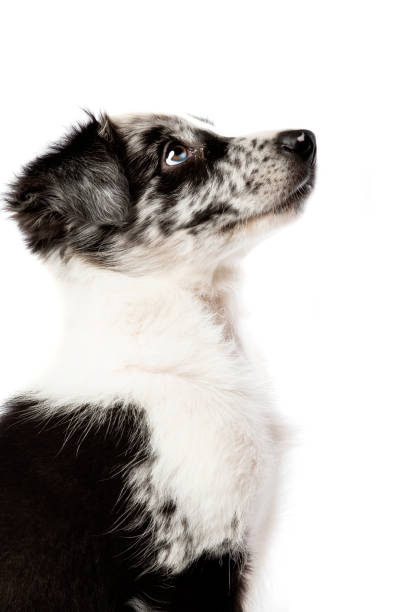 istock Border collie dog in front of a white background 1297107100