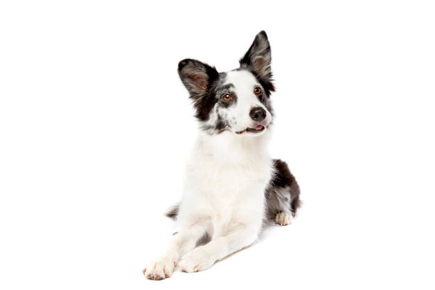 istock Border collie dog in front of a white background 1297107113