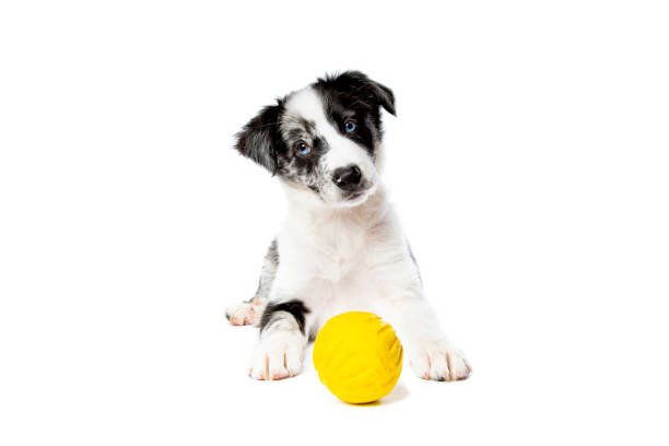 istock Border collie dog in front of a white background 1297107122