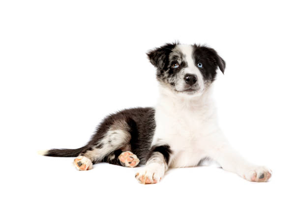 istock Border collie dog in front of a white background 1297107126