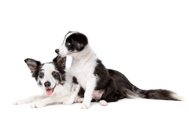 istock Border collie dog and puppy 1297107132