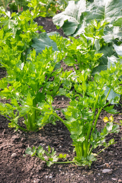 istock young leaf celery and cabbage plants growing in organic garden 1297108011