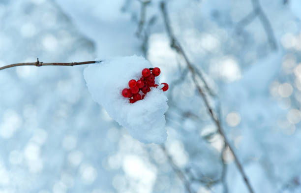 red fruits of Virburnum opulus