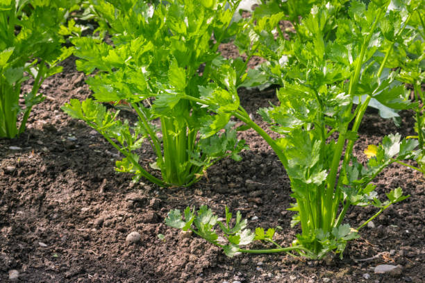 istock stalk celery plants growing in organic vegetable garden 1297108087