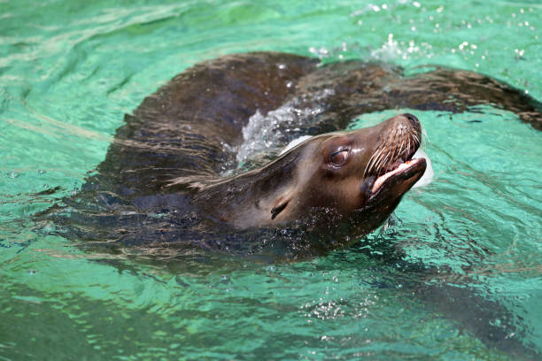 istock California Sea lion 1297108187