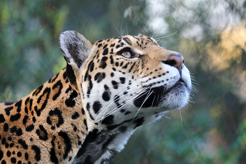 Jaguar hunting in the Pantanal wetlands of Brazil, wildlife photography whilst on safari
