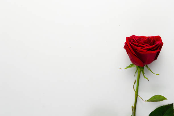 istock a red rose with stem on a white background 1297108846