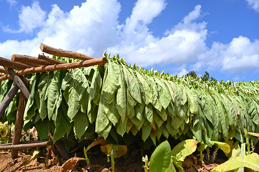Tobacco plantation with fresh green leaves drying against blue sky in Cuba
