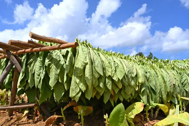 Photo of Tobacco plantation with fresh green leaves drying against blue sky in Cuba