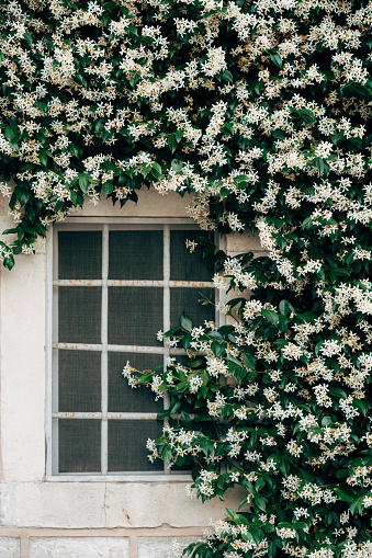 Jasmine with small white flowers by a window with a metal grill. High quality photo
