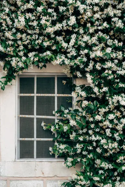 Photo of Jasmine with small white flowers by a window with a metal grill.