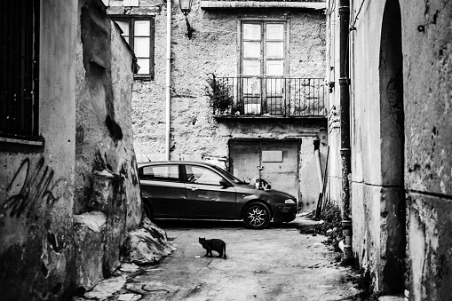 Palermo, Sicily, Italy - Black cat walking in the backstreet in old town area