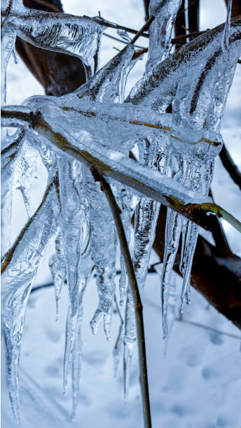 istock Blue toned close-up of icicles hanging from branches 1297110199