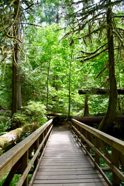 istock LITTLE QUALICUM FALLS, VANCOUVER ISLAND, BRITSH COLUMBIA 1297114870