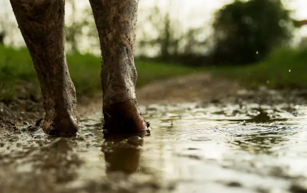 Walking through a muddy puddle in bare footed