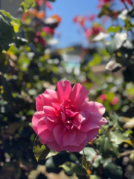 istock the beautiful roses in the garden 1297115569
