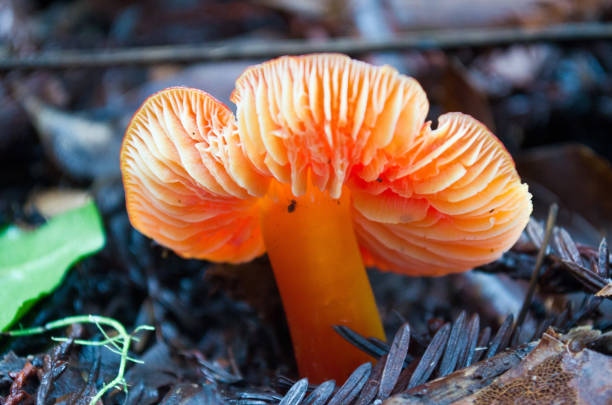 Candy Cap Mushroom located in Sonoma County, California forest