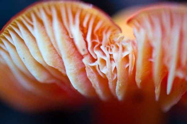 istock Sonoma County Candy Cap Mushroom 1297115832