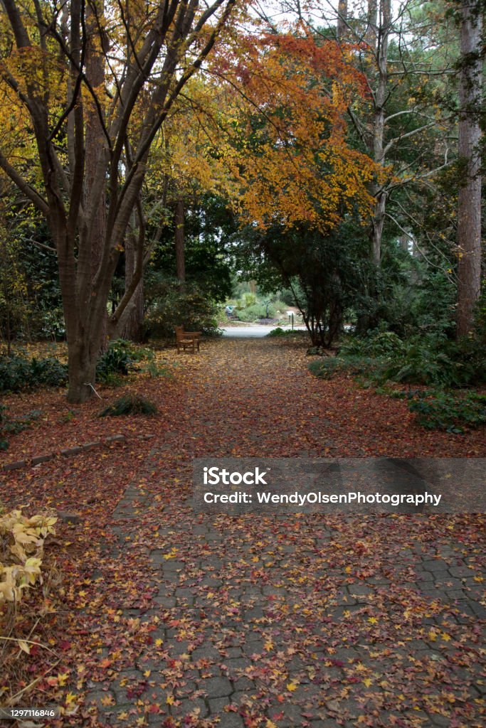 Autumn in a public park In Aiken South Carolina Public park with leaves scattered over the pavement, a bench in the background, and autumn trees overhead. Landscape - Scenery Stock Photo