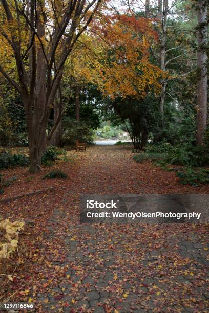 Autumn In A Public Park In Aiken South Carolina Stock Photo - Download Image Now - Landscape - Scenery, November, Autumn