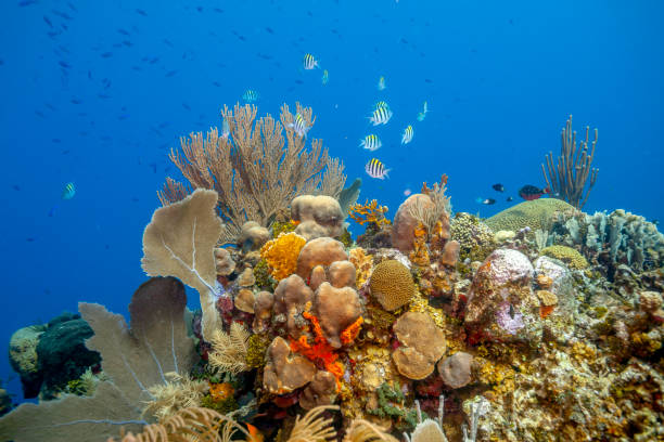istock Caribbean coral garden 1297117011