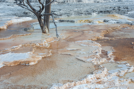 Dead tree with hot spring Terraces at Mammoth Hot Springs, Yellowstone National Park, Wyoming, USA
