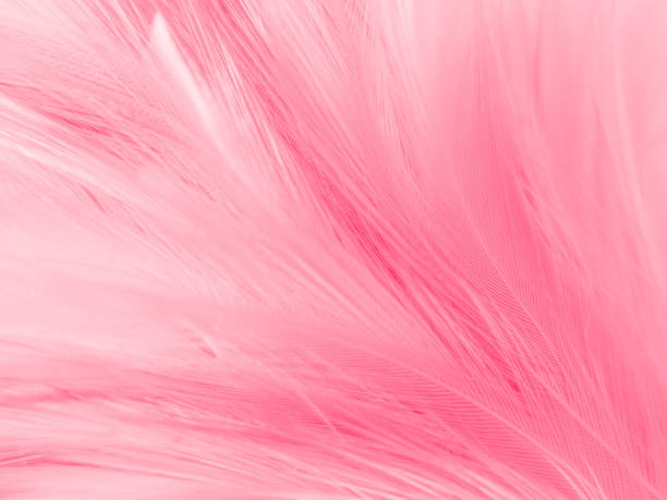 istock Beautiful abstract light pink feathers on white background,  white feather frame texture on pink pattern and pink background, love theme wallpaper and valentines day 1297117096
