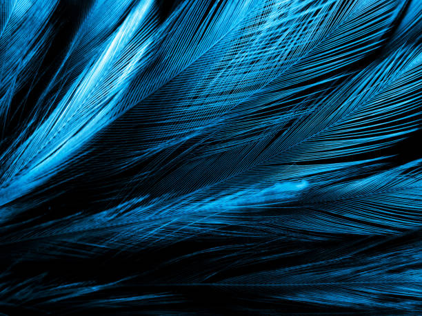 istock Beautiful abstract blue feathers on white background, black feather texture on blue pattern and blue background, feather wallpaper, blue banners, love theme, valentines day, dark texture 1297117142