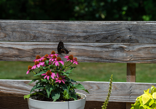 A swallowtail butterfly gathers nectar from a pretty purple coneflower against a wooden pallet background for a nice rustic countryside photograph. Bokeh effect.