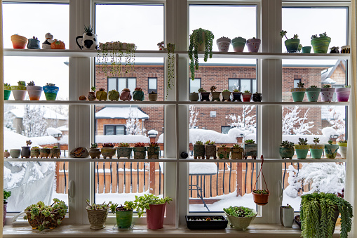 Green Plants and Window at Winter