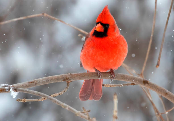 istock Northern Cardinal sitting on a branch in winter 1297119804