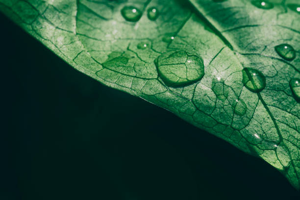 istock water drops on green leaf on dark background 1297120809