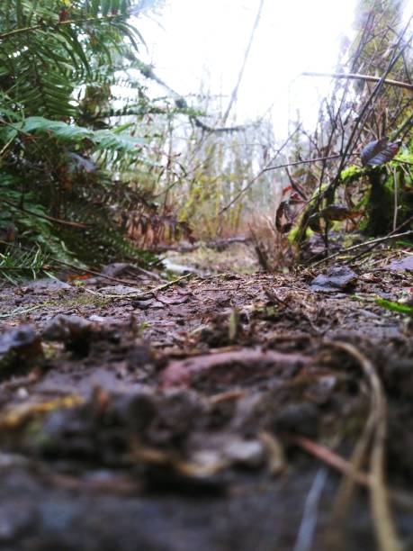 istock From an ant's point of view. 1297122993