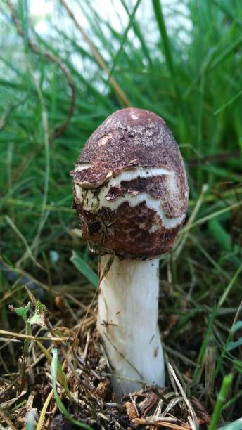 istock Agaric Macrolepiota procera fungus growing first day 1297124983